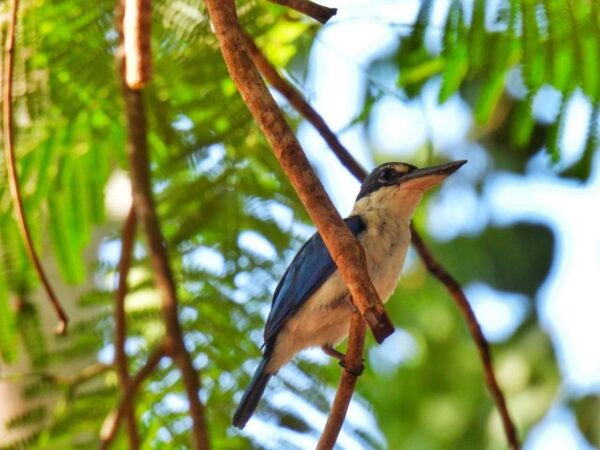 Ecothailand birds